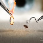 Fleas in the apartment - what to do? How to remove fleas from an apartment? 