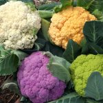 цветная капуста