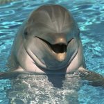 дельфины во сне к чему снится женщине