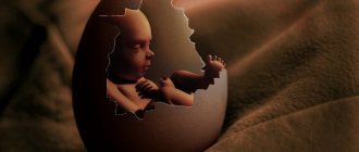 Фото:Незрелые яйцеклетки