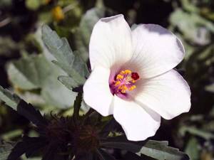 Гибискус тройчатый / Hibiscus trionum