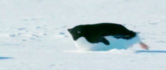 How not to gain extra pounds in winter: analysis, expert opinion