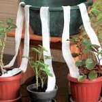 Как оставить комнатные цветы на время отпуска. Как поливать цветы, когда уезжаешь в отпуск Как полить цветы на долгое время