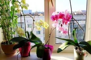 как ухаживать за цветущей орхидеей