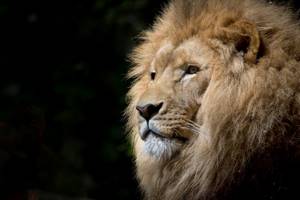 Как влюбить в себя мужчину льва: практическое руководство