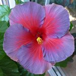 Китайская роза виды