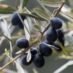 Маска с оливковым маслом снижает жирность волос