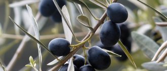 Маска с оливковым маслом снижает жирность волос