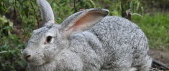 Мясо кролика содержит большое количество белков
