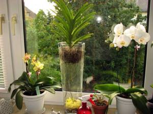 Орхидея: уход в домашних условиях с соблюдением режима освещения
