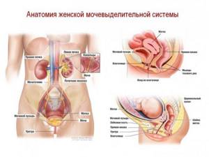 Особенности строения женских органов после родов