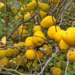 плоды айвы японской