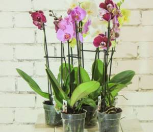 покупная орхидея уход в домашних условиях
