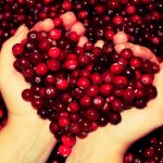 полезные свойства клюквы
