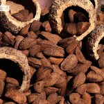 Польза бразильского ореха для организма женщины