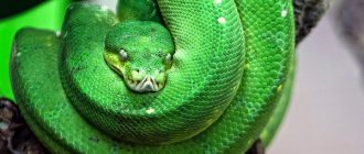 Приснилась зеленая змея