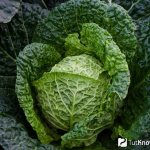 Савойская капуста