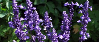 Sage for infertility