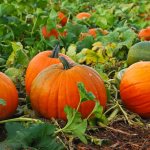 Тыква обыкновенная относится к семейству тыквенные, роду тыква