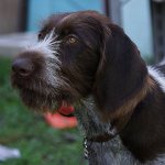 воспитание дратхаара