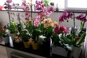 замечательные орхидеи в домашних условиях