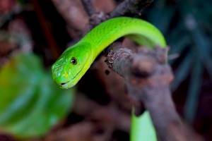 Зеленая змея во сне что значит
