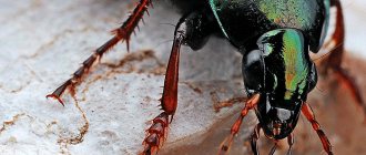 Жуки во сне - признак хороших или плохих событий?